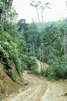 Logging: Rainforest logging road