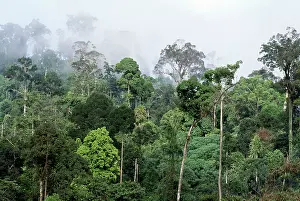 Dipterocarp: Rainforest - lowland dipterocarp, morning mist