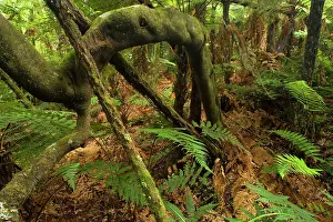 Racemosa: Rainforest - lush temperate rainforest with ferns
