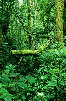Monteverde: Rainforest - mixed lush vegetation at Monteverde