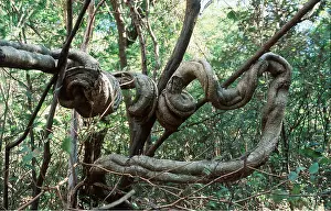 Spirals: RAINFOREST - Monkey ladder vine. As the plant matures