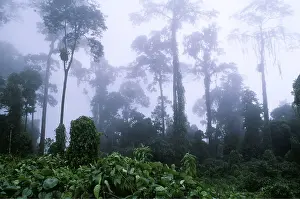 Eerie: RAINFOREST - morning mist