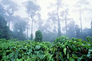 Dipterocarp: Rainforest - morning mist, Lowland Dipterocarp