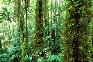 Cyathea: RAINFOREST - NEW CALEDONIA. Moss (Spindens vieillardii)