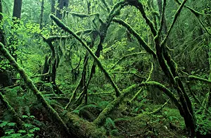 Wetness: Rainforest in the Olympic National Park, Washington