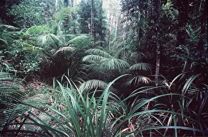 Vines: RAINFOREST - Randanus and lawyer vine