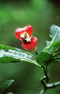 Stars: RAINFOREST - Red Flower