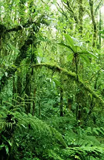 Puntarenas: Rainforest - Regenwald, Puntarenas