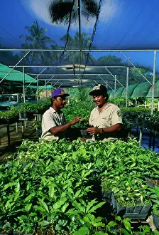 Rehabilitation: Rainforest Rehabilitation - nursery rainforest