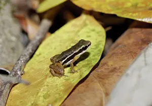 Rocket: Rainforest Rocket Frog
