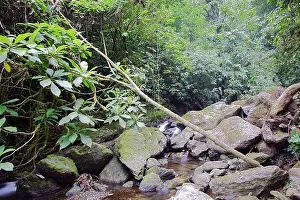 Isidro: Rainforest - San Isidro - Andes - Venezuela