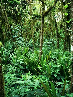 Epiphyte: RAINFOREST - Scalesia cloud forest with ferns and