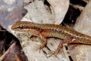Skink: Rainforest Shade Skink