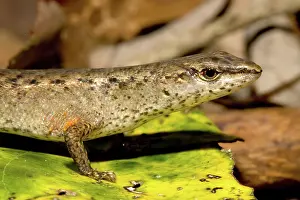 Scincidae: Rainforest skink