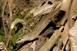 Scincidae: Rainforest skink