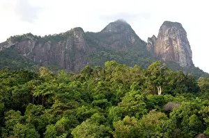 Slopes: Rainforest on the slopes of Twin Peaks