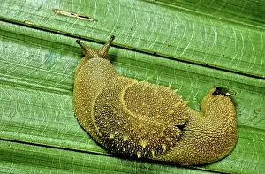 Snails: Rainforest Snail, Vietnam