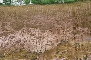 Sarawak: Rainforest Soil in Borneo