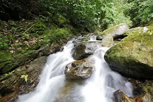 Isidro: Rainforest and stream - San Isidro - Andes - Venezuela