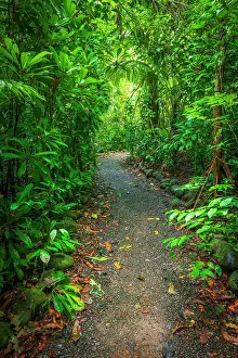 Lush: Rainforest trail, Carara National Park, Puntarenas Province