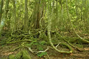 Figs: Rainforest Tree - with hugh buttress roots entwined