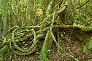 Figs: Rainforest Tree - with hugh buttress roots entwined