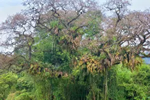 Bromeliads: Rainforest - a tree in subtropical rainforest covered
