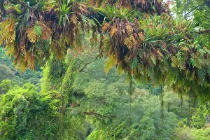 Bromeliads: Rainforest - a tree in subtropical rainforest covered