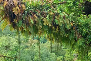 Bromeliads: Rainforest - a tree in subtropical rainforest covered