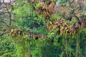 Bromeliads: Rainforest - a tree in subtropical rainforest covered