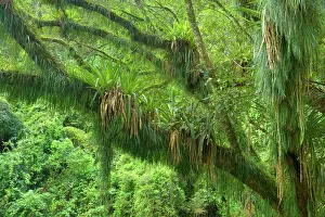 Bromeliads: Rainforest - a tree in subtropical rainforest covered