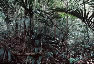 Understory: RAINFOREST - Understory