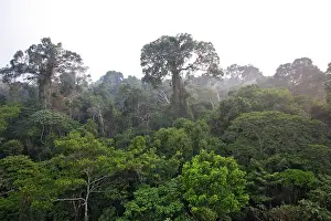 Upstream: Rainforest - upstream from Puerto Maldonado