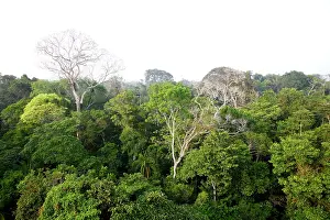 Upstream: Rainforest - upstream from Puerto Maldonado