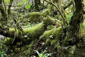 Gomera: Rainforest vegetation in the National Park of Garajonay