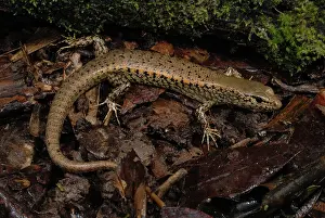 Tigrinus: Rainforest Water Skink