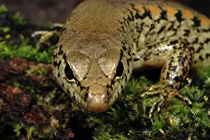 Tigrinus: Rainforest Water Skink