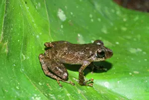 Eleutherodactylus: Rainfrog