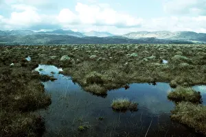 Raised: RAISED BOG - Claish Moss