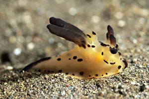 Rhinophore: Raja Thecacera Nudibranch