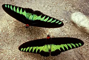Metals: Rajah Brooke Butterflies - sucking sulphur spring
