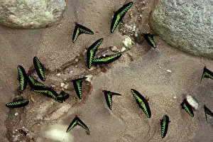 Metals: Rajah Brooke Butterflies - sucking sulphur spring