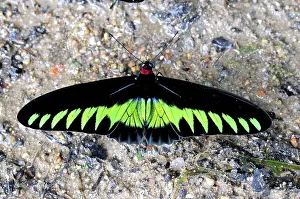 Birdwing: Rajah Brooke's Birdwing