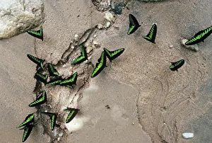 Birdwing: Rajah Brooke's Birdwing Butterflies