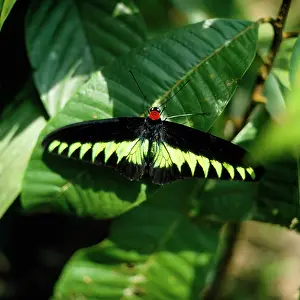 Birdwing: Rajah Brooke's Birdwing Butterfly