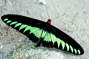 Birdwing: Rajah Brooke's Birdwing butterfly - male