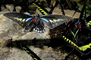 Birdwing: Rajah Brooke's Birdwing in Flight