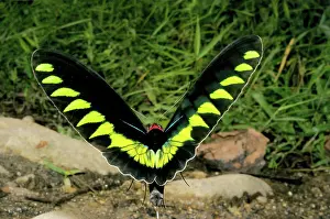 Birdwing: Rajah Brooke's Birdwing in Flight