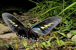 Birdwing: Rajah Brooke's Birdwing in Flight