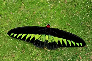 Birdwing: Rajah Brooke's Birdwing - Papilionid butterfly - male